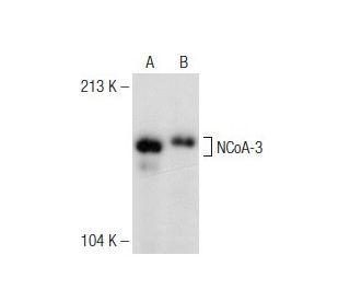 western blotting image from recommended NCoA-3 (F-2) monoclonal antibody replacement. Image 149040