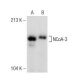 western blotting image from recommended NCoA-3 (F-2) monoclonal antibody replacement. Image 149040