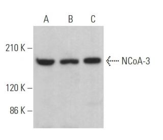 NCoA-3 Antibody (E-11) - Western Blotting - Image 362916Each CRISPR/Cas9 Knockout (KO) Plasmid product consists of a pool of 3 plasmids designed to ensure identification and cleavage of a specific gene for maximum knockout efficiency. Each plasmid encodes a unique 20 nt sequence derived from the GeCKO (v2) library. 
