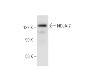 NCoA-7 Antibody (C-2) - Western Blotting - Image 295798 