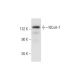 NCoA-7 Antibody (C-2) - Western Blotting - Image 295798 