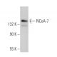 NCoA-7 Antibody (C-2) - Western Blotting - Image 373519 