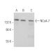 NCoA-7 Antibody (C-2) - Western Blotting - Image 373525