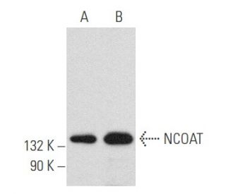 western blotting image from recommended NCOAT (G-12) monoclonal antibody replacement. Image 357464