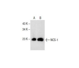 western blotting image from recommended NCS-1 (G-4) monoclonal antibody replacement. Image 154777