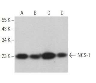 NCS-1 Antibody (G-4) - Western Blotting - Image 365976