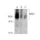NCX2 Antibody (E-1) - Western Blotting - Image 364778