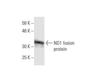 western blotting image from recommended ND1 (3H3) monoclonal antibody replacement. Image 348550
