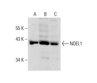 NDEL1 Antibody (D-5) - Western Blotting - Image 144919 