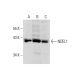 NDEL1 Antibody (D-5) - Western Blotting - Image 144919 