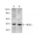 NDEL1 Antibody (D-5) - Western Blotting - Image 369958 
