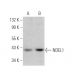 NDEL1 Antibody (D-5) - Western Blotting - Image 369964