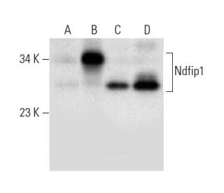Ndfip1 Antibody (D-4) - Western Blotting - Image 304938 