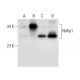 Ndfip1 Antibody (D-4) - Western Blotting - Image 304938 