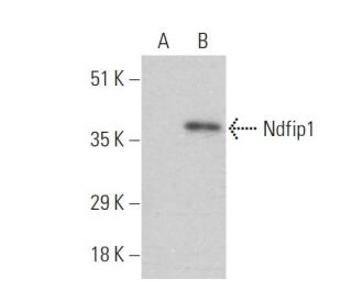 Ndfip1 Antibody (H-6) - Western Blotting - Image 346529 