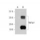 Ndfip1 Antibody (H-6) - Western Blotting - Image 346528