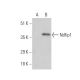 Ndfip1 Antibody (H-6) - Western Blotting - Image 346529 