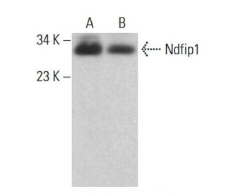 Ndfip1 Antibody (D-4) - Western Blotting - Image 382665SAM Transcription Activation: SAM system utilizing dCas9-VP64, MS2-P65-HSF1, and sgRNA for precise gene transcription activation. 