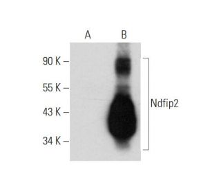 Ndfip2 Antibody (C-6) - Western Blotting - Image 345931