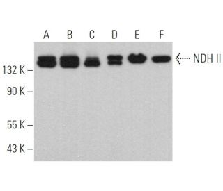 NDH II Antibody (B-9) - Western Blotting - Image 368312 