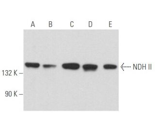NDH II Antibody (E-10) - Western Blotting - Image 357465 