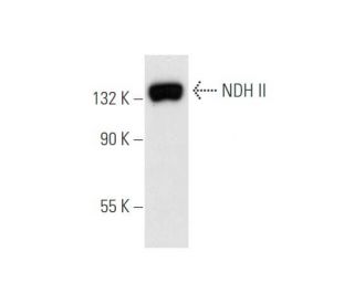 NDH II Antibody (E-10) - Western Blotting - Image 59421