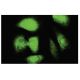 Ndn Antibody (36-V) - Immunofluorescence - Image 35855