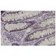 Ndn Antibody (36-V) - Immunohistochemistry - Image 36346 