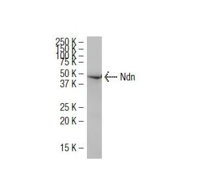 Ndn Antibody (36-V) - Western Blotting - Image 34583 
