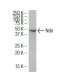 Ndn Antibody (36-V) - Western Blotting - Image 34583 