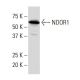 NDOR1 Antibody (XX-9) - Western Blotting - Image 33853