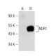 NDR1 Antibody (A-8) - Western Blotting - Image 142602 
