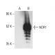 NDR1 Antibody (A-8) - Western Blotting - Image 404243