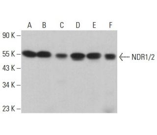 NDR1/2 Antibody (E-2) - Western Blotting - Image 381894 
