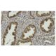 NDRG1 Antibody (S-7) - Immunohistochemistry - Image 36158