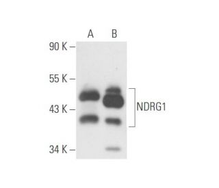 NDRG1 Antibody (S-7) - Western Blotting - Image 57080 