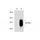 NDRG2 Antibody (E-4) - Western Blotting - Image 143603