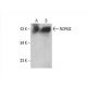 NDRG2 Antibody (E-4) - Western Blotting - Image 393059 