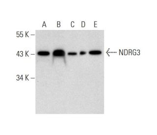 NDRG3 Antibody (H-11) - Western Blotting - Image 323820 