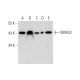 NDRG3 Antibody (H-11) - Western Blotting - Image 323820 