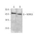 NDRG3 Antibody (H-11) - Western Blotting - Image 373282
