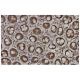 NDST1 Antibody (FF-2) - Immunohistochemistry - Image 36159 