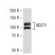 NDST1 Antibody (FF-2) - Western Blotting - Image 34165