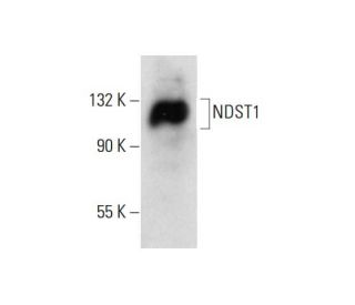 NDST1 Antibody (FF-2) - Western Blotting - Image 144940 