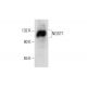 NDST1 Antibody (FF-2) - Western Blotting - Image 144940 