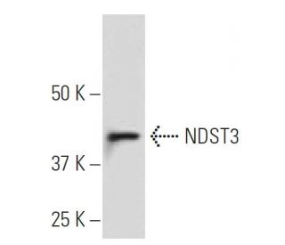 NDST3 Antibody (JK-3) - Western Blotting - Image 34164