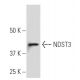 NDST3 Antibody (JK-3) - Western Blotting - Image 34164
