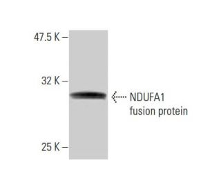 NDUFA1 Antibody (3B9-1A1) - Western Blotting - Image 348553