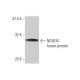 NDUFA1 Antibody (3B9-1A1) - Western Blotting - Image 348553