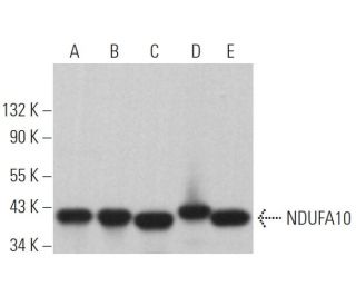 NDUFA10 Antibody (A-8) - Western Blotting - Image 364128 